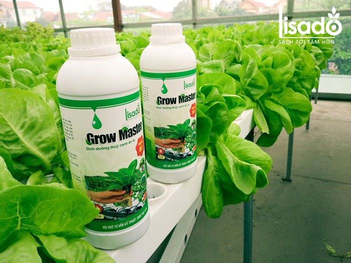 Dung dịch trồng xà lách thủy canh Grow Master