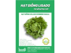 Hạt giống xà lách Iceberg Hà Lan