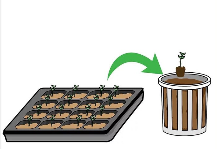 Phương pháp trồng rau xà lách thủy canh từ A-Z cho người mới bắt đầu