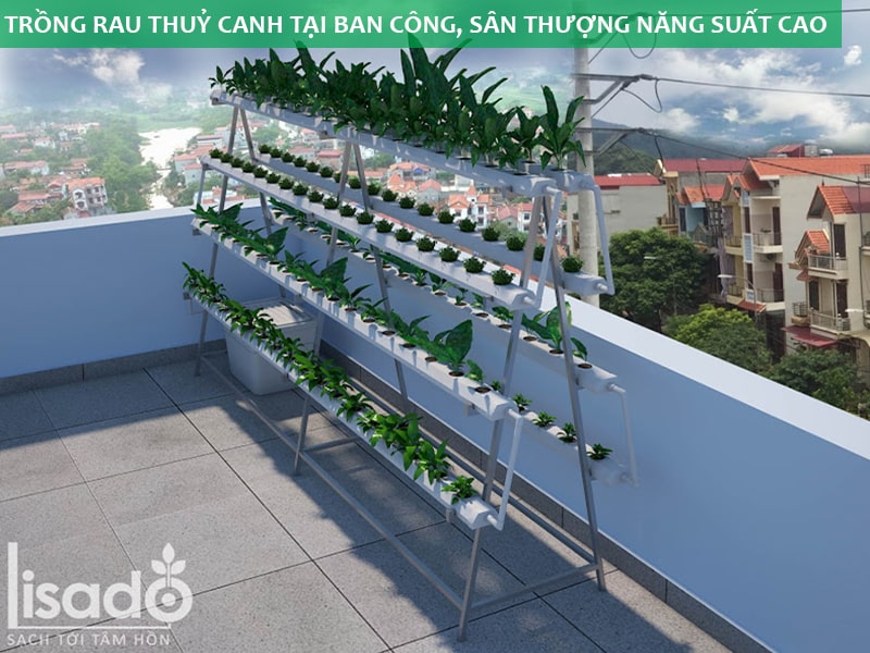 Mô hình trồng rau thuỷ canh tại ban công, sân thượng năng suất cao