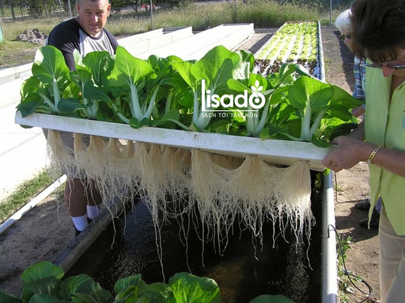 Cách trồng rau thủy canh tại nhà