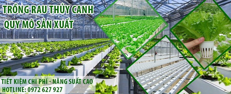 Trồng Rau Quy Mô Sản Xuất