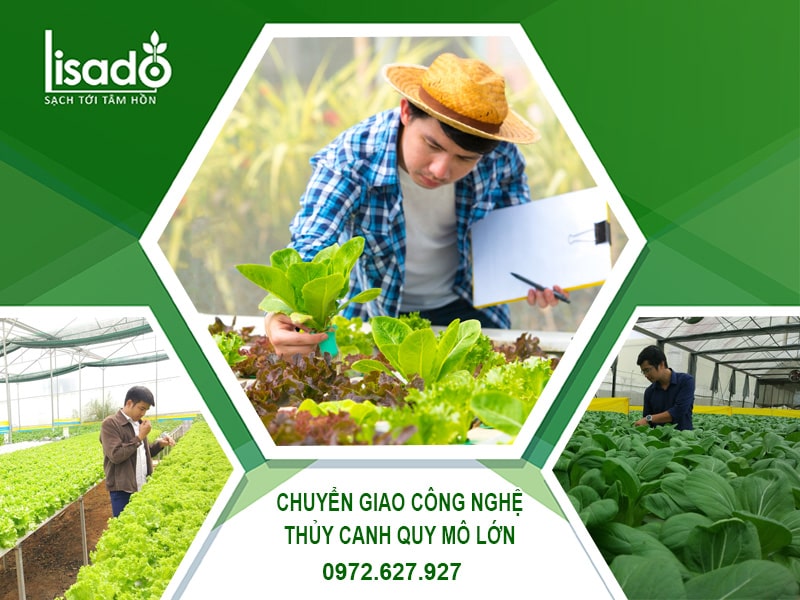 Dịch vụ chuyển giao công nghệ thủy canh quy mô sản xuất