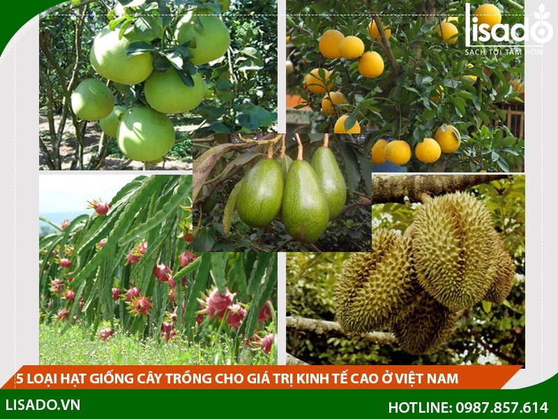 5 loại hạt giống cây trồng cho giá trị kinh tế cao ở Việt Nam