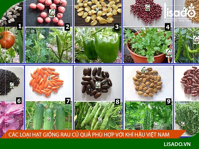 Các loại hạt giống rau củ quả phù hợp với khí hậu Việt Nam