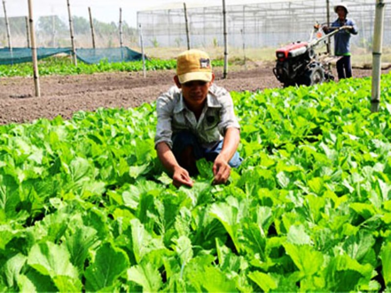 Quy trình gieo trồng hạt giống rau ăn lá đơn giản nhất