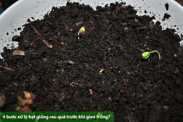 4 Bước Xử Lý Hạt Giống Rau Quả Trước Khi Gieo Trồng?