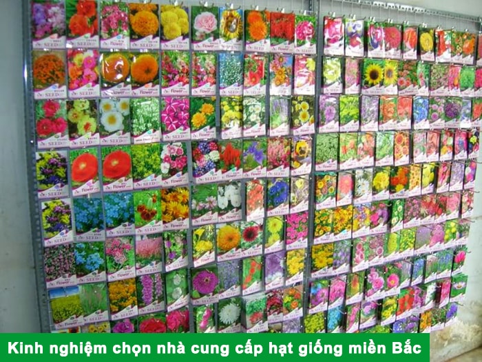 Kinh nghiệm chọn nhà cung cấp hạt giống miền Bắc