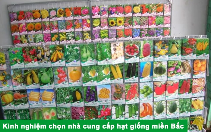 Kinh nghiệm chọn nhà cung cấp hạt giống miền Bắc