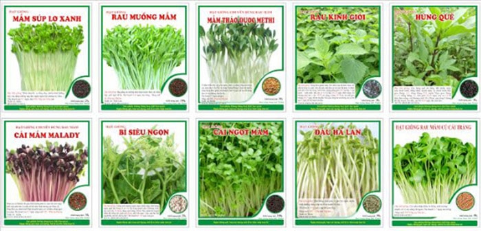 Nên Sử Dụng Hạt Giống Rau Nhập Khẩu Hay Nội địa?