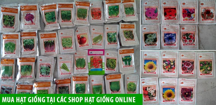 Mua hạt giống tại các shop hạt giống online