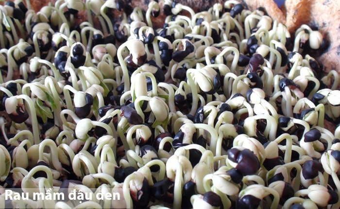 Rau Mầm đậu đen, đậu đỏ