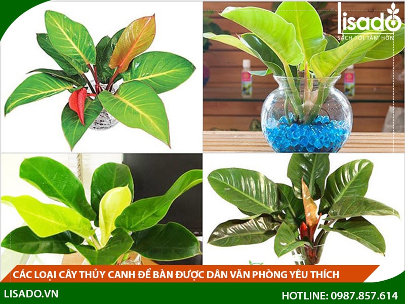 Các loại cây thủy canh để bàn được dân văn phòng yêu thích