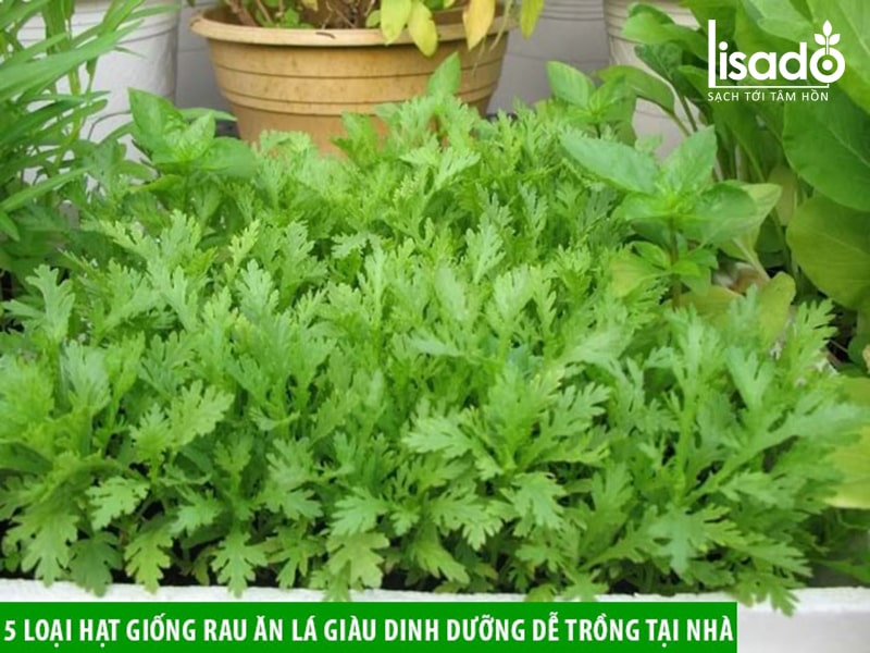 các loại hạt giống rau dễ trồng