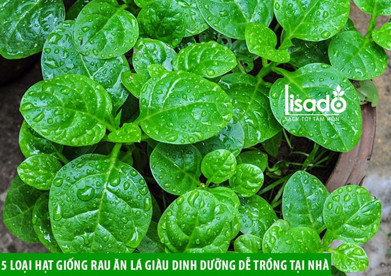 các loại hạt giống rau dễ trồng