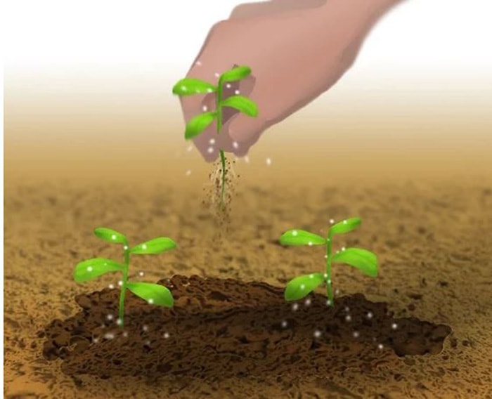 Loại bỏ cây ngay khi cây con hình thành những chiếc lá đầu tiên