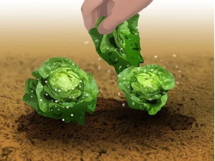 Thu hoạch khi các lá bên ngoài dài khoảng 15,2 cm.
