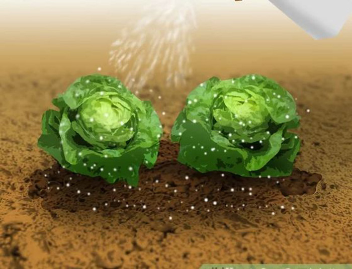 Phòng trừ sâu bệnh bằng phương pháp hữu cơ