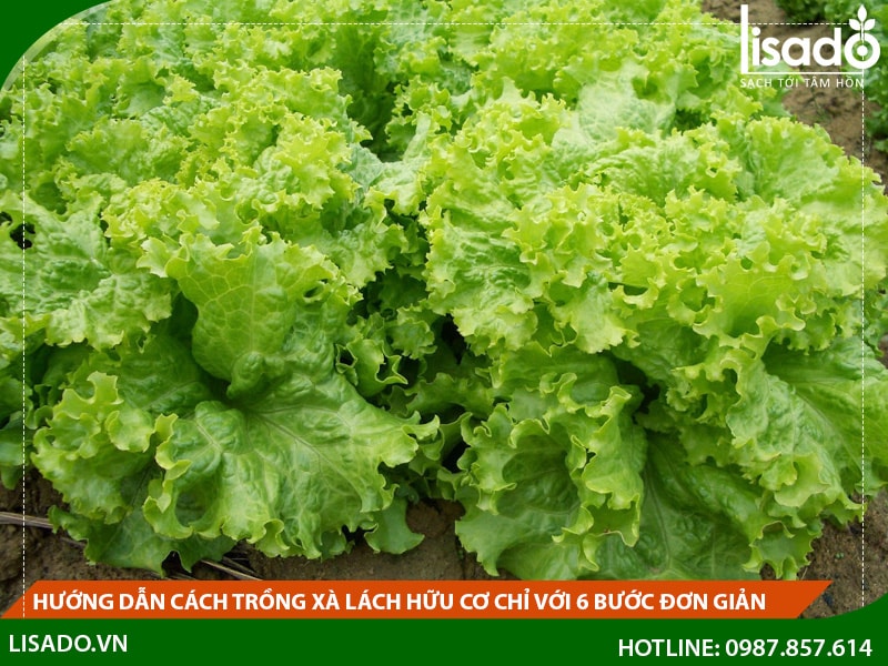 Hướng dẫn cách trồng xà lách hữu cơ chỉ với 6 bước đơn giản