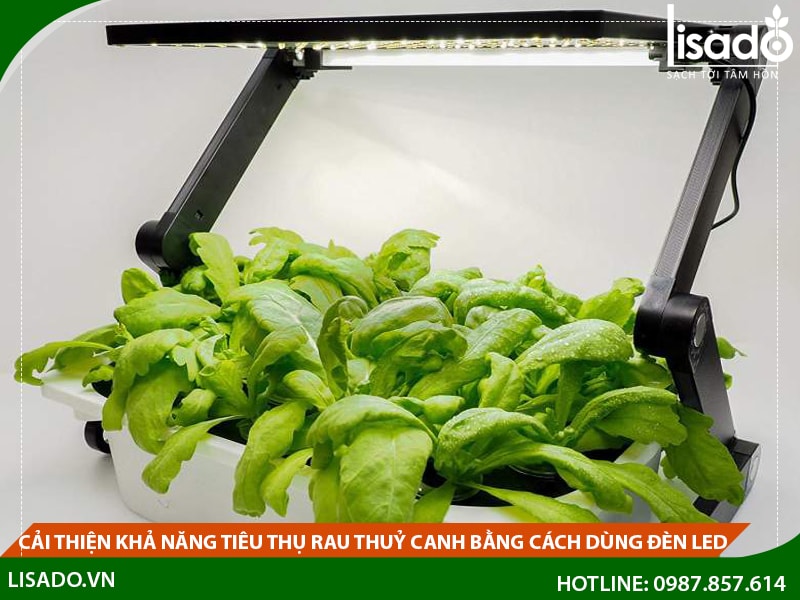 Cải thiện khả năng tiêu thụ rau thuỷ canh bằng cách sử dụng đèn Led