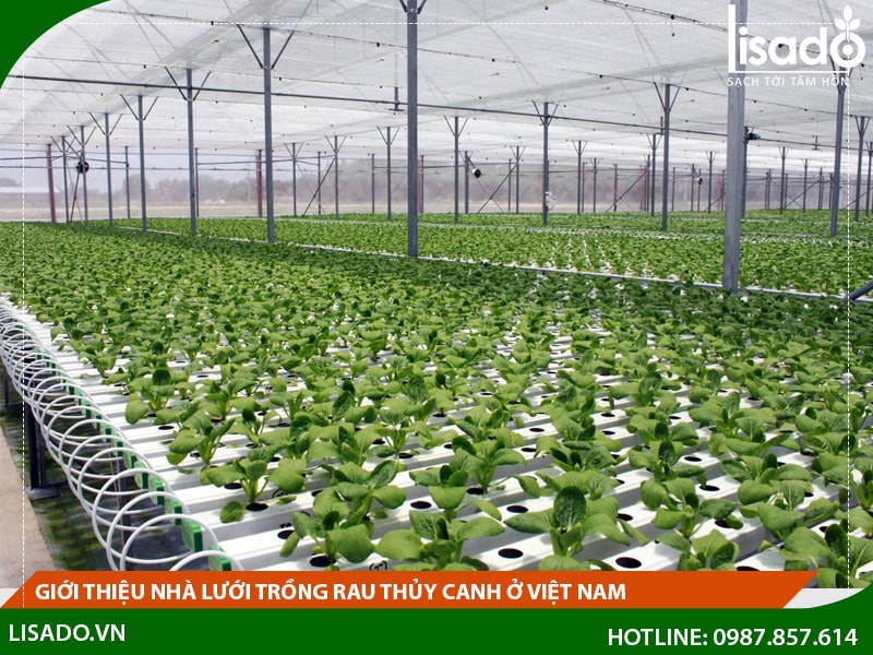Mô hình trồng rau sạch trong nhà lưới  hệ thống tưới rau sạch hiện nay