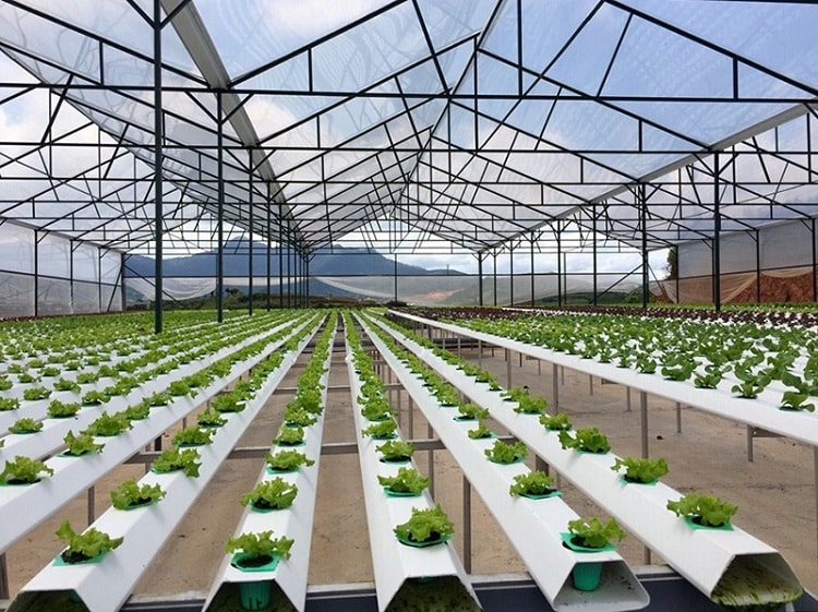 Phương pháp trồng rau thủy canh trong nhà kính tại Nhật Bản