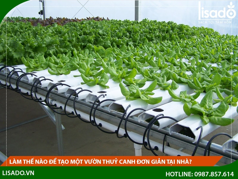 Làm thế nào để tạo một vườn thuỷ canh đơn giản tại nhà?