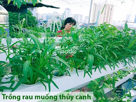 Dịch vụ thiết kế, thi công và chăm sóc rau thuỷ canh tại nhà