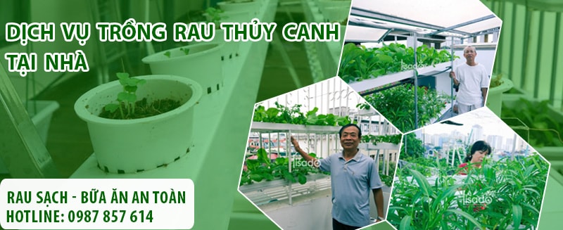 Trồng Rau Thủy Canh Tại Nhà