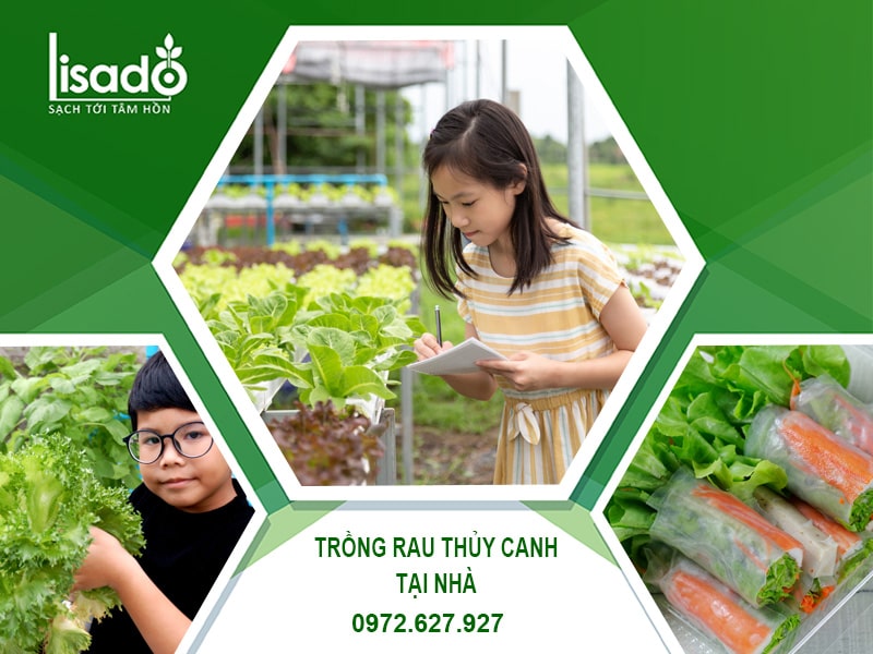 Dịch vụ thiết kế, trồng rau thủy canh tại nhà