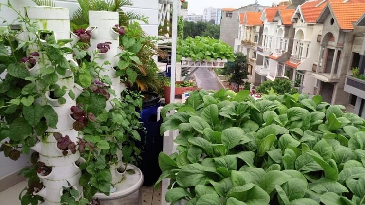 Mô hình trồng rau thủy canh trụ đứng có thể áp dụng cho mọi nhà
