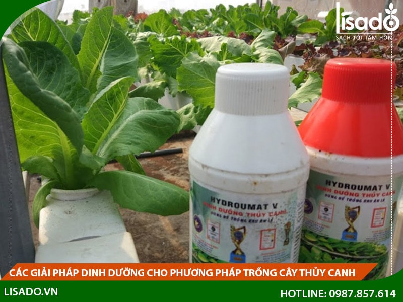 Các giải pháp dinh dưỡng cho phương pháp trồng cây thủy canh