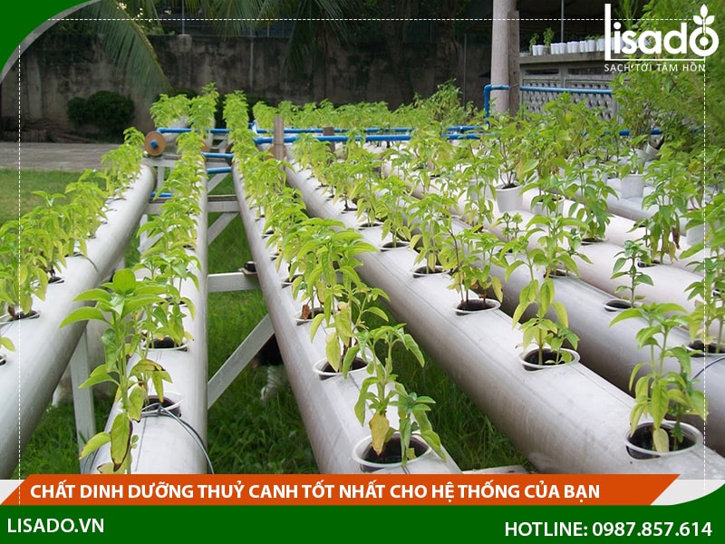 Chất dinh dưỡng thuỷ canh tốt nhất cho hệ thống của bạn