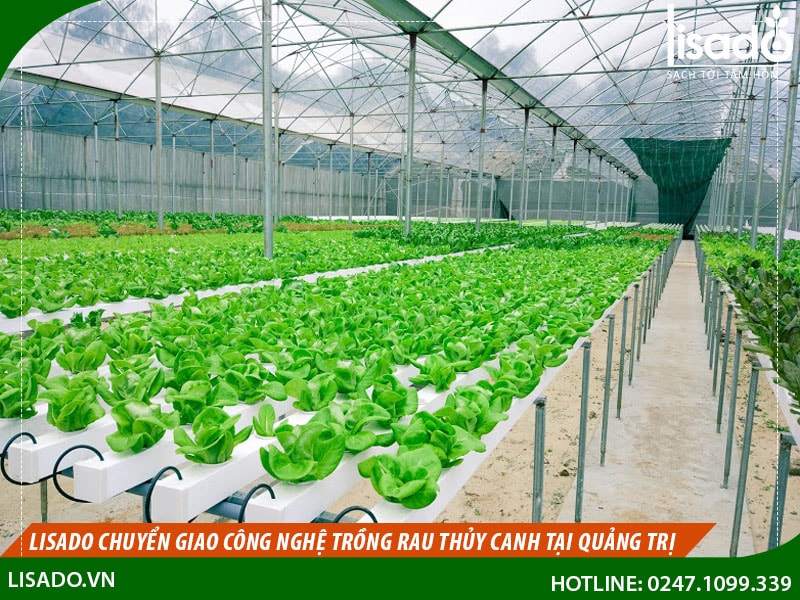 Lisado chuyển giao công nghệ trồng rau thủy canh tại Quảng Trị