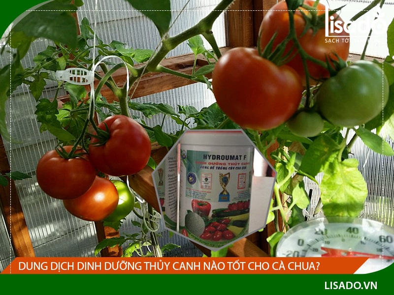 Dung dịch dinh dưỡng thủy canh nào tốt cho cà chua?