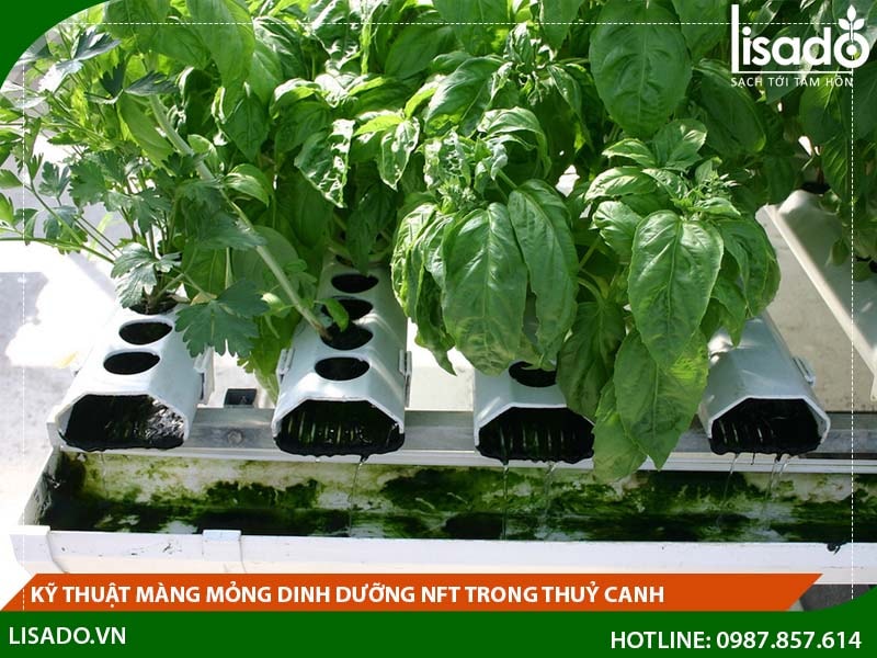 Thị trường NFT tăng trưởng mạnh mẽ với nhiều dịch vụ tiềm năng  Công nghệ   Vietnam VietnamPlus