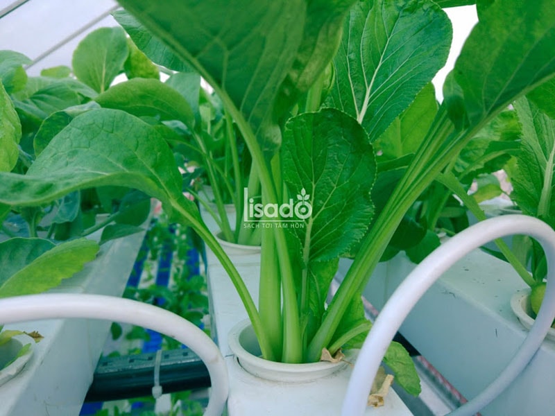 Trồng và chăm sóc rau sạch trên ban công