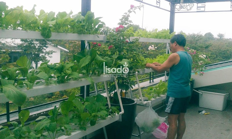 Vì sao nên chọn phương pháp thủy canh hồi lưu khi trồng rau trên ban công nhà phố, chung cư?