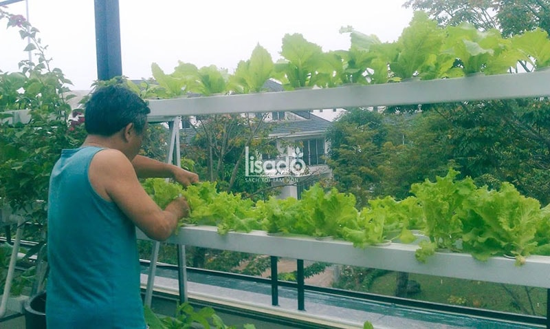 Vì sao nên chọn ban công trồng rau thủy canh cho nhà phố, chung cư?