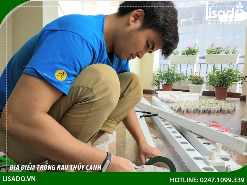 Cần chuẩn bị gì trước khi trồng phương pháp thuỷ canh