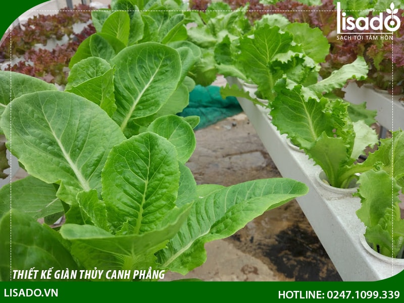 Thiết kế giàn thủy canh phẳng