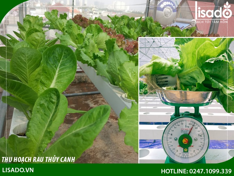 Thu hoạch rau thủy canh