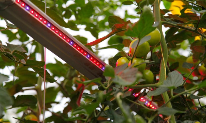 Sử dụng đèn LED trong tăng trưởng thực vật