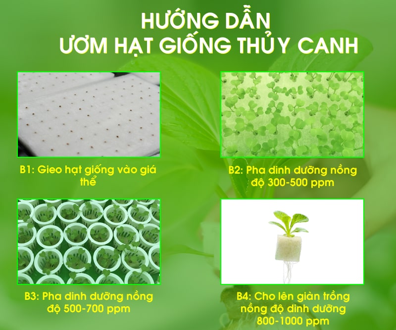 trồng rau thủy canh không cần dung dịch dinh dưỡng