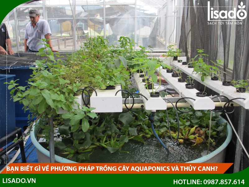 Bạn biết gì về phương pháp trồng cây Aquaponics và thủy canh?