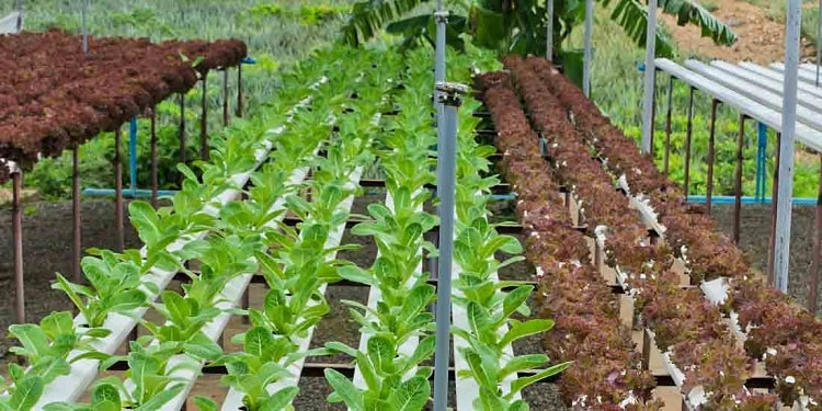 mô hình trồng rau thủy canh Aquaponics