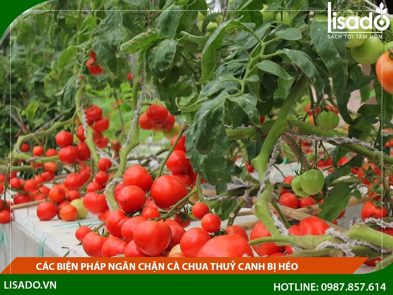 Các biện pháp ngăn chặn cà chua thủy canh bị héo