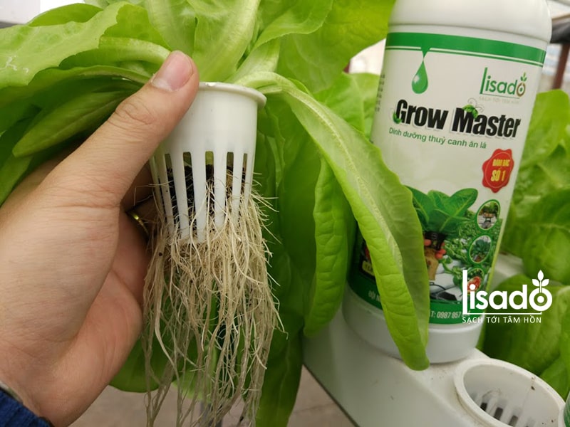Cách chăm sóc rau thủy canh bằng dung dịch Grow Master