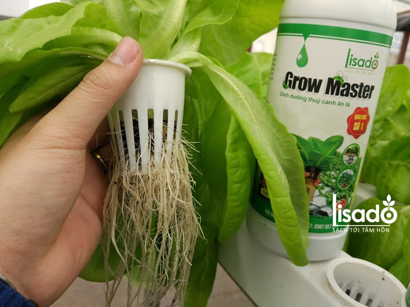 Cách chăm sóc rau thuỷ canh với dung dịch Grow Master