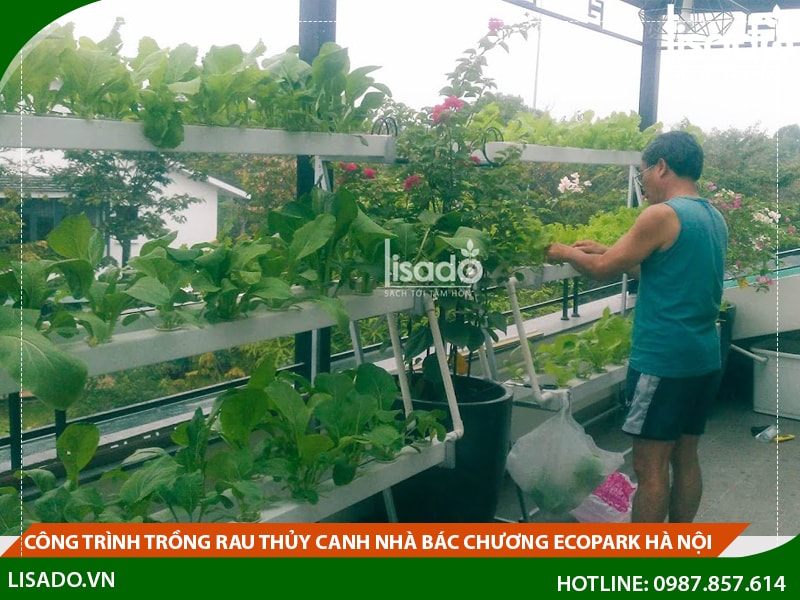 Công trình trồng rau thủy canh nhà bác Chương Ecopark Hà Nội